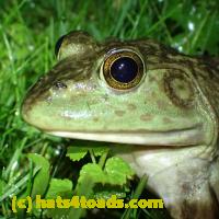/home//u458753944/public_html/sourcegallery//Frogs/More bullfrogs/P6020078.JPG